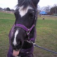 Anden særlig race maki