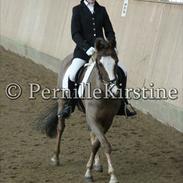 Hollandsk Sportspony Happy, dressur pony:D