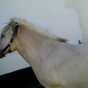 Anden særlig race Malou