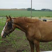 Dansk Varmblod Fanaldo Krogsagergaard