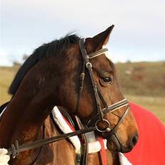 Holstener Kanett / Tulle. - Solgt.