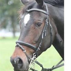 Hollandsk Varmblod Merel *søsters*