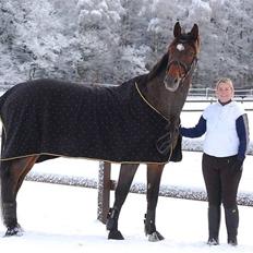 Dansk Varmblod Le cille ( cheri)