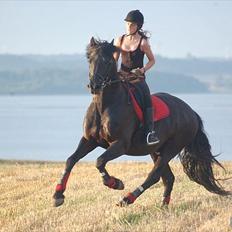 Anden særlig race Prinse'hesten Chopin - Mit eventyr! :*