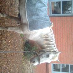 Anden særlig race Feline