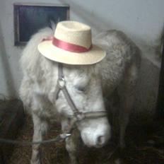 Anden særlig race Feline