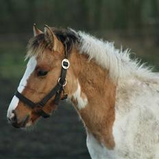 Anden særlig race Flying Dancer-aflivet ),: