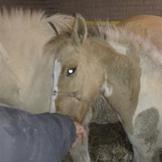 Anden særlig race Flying Dancer-aflivet ),: