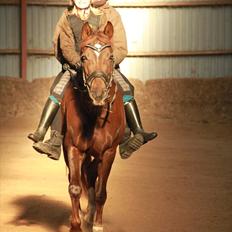 Welsh Cob (sec D) Gaiety<3Min drømmepony!<3