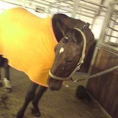 Anden særlig race Rea