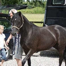 DSP Schermeer´s Hof Anastasia