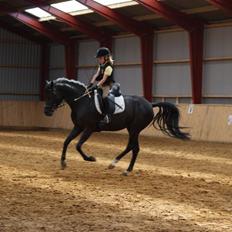 DSP Schermeer´s Hof Anastasia