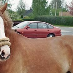 Tysk Sportspony Sultan