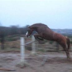 Tysk Sportspony Sultan