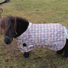 Anden særlig race Bambi