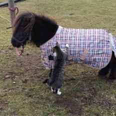 Anden særlig race Bambi