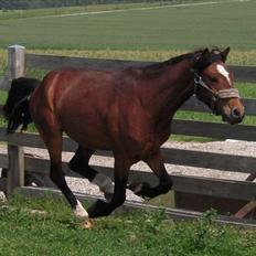 Dartmoor Lille per (savnet<3