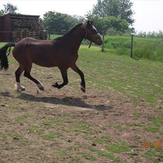 Dartmoor Lille per (savnet<3