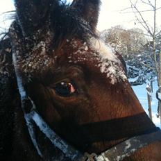 Oldenborg Selebjergs Hotshine