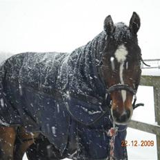 Dansk Varmblod Lucky Punch