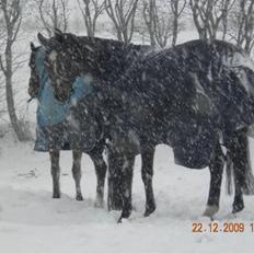 Dansk Varmblod Lucky Punch