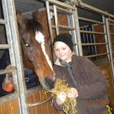 Dansk Varmblod Lucky Punch