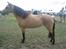 Miniature Lucky f. Skippa Sunburst