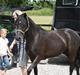DSP Schermeer´s Hof Anastasia