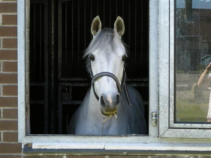 Welsh Pony (sec B) Bohemo Idol (Solgt) - Idol i boksen (L) billede 10