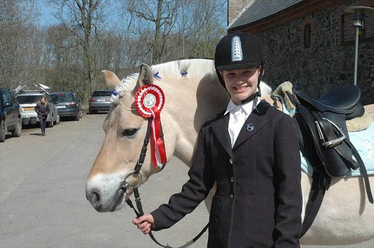 Fjordhest Baily - 1. pladsen ! billede 11