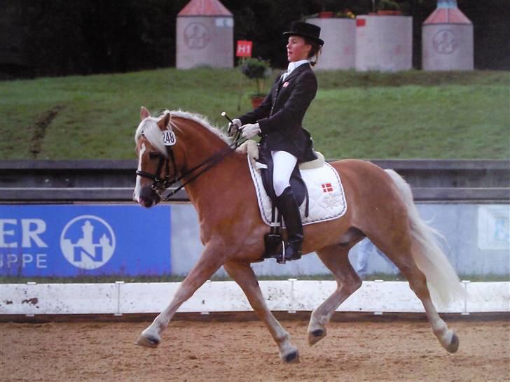 Haflinger Nanok Bravo Lundgaard (B) - Nanok til EM med Line billede 17