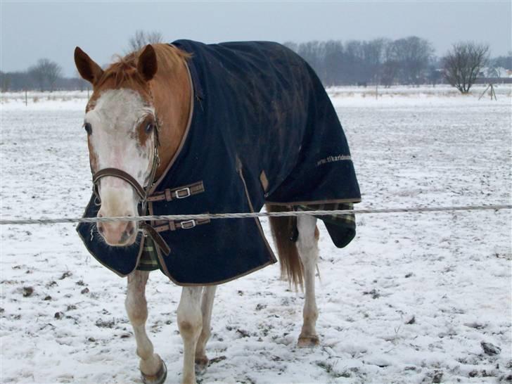 Paint Gamblers Zip Enough solgt billede 16