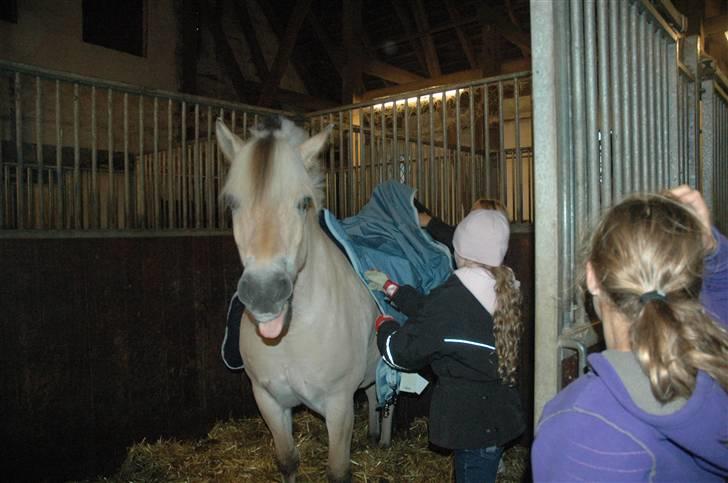 Fjordhest Baily - nyt dækken billede 12