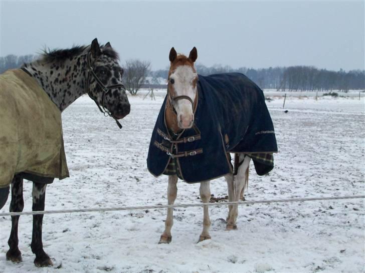 Paint Gamblers Zip Enough solgt billede 17