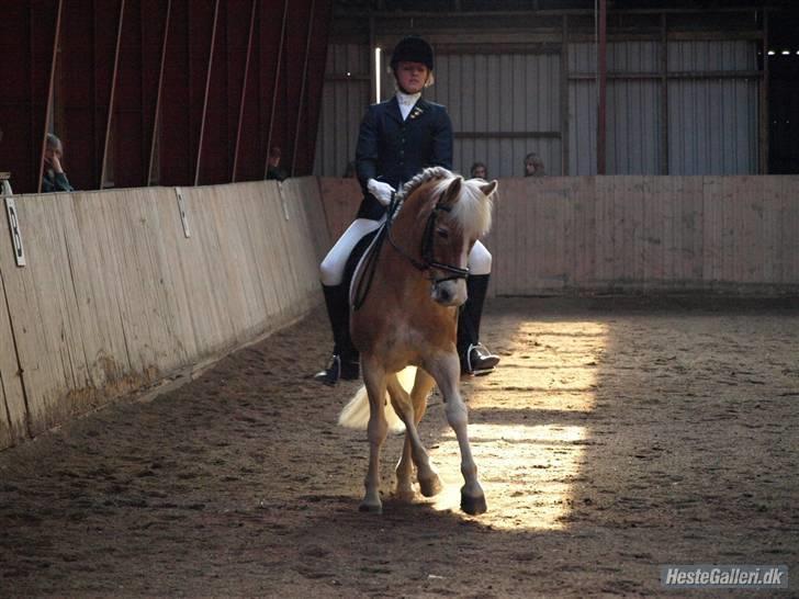 Haflinger Nanok Bravo Lundgaard (B) - Nanok til c-stævne i Lem PRI nr. 3 //Sisstiss billede 18