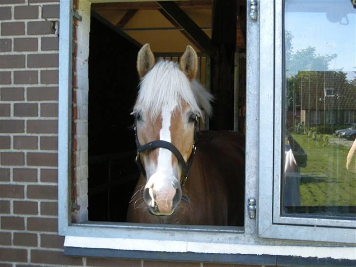 Haflinger Nanok Bravo Lundgaard (B) - Smukke Nanok i boksen <´3 billede 19