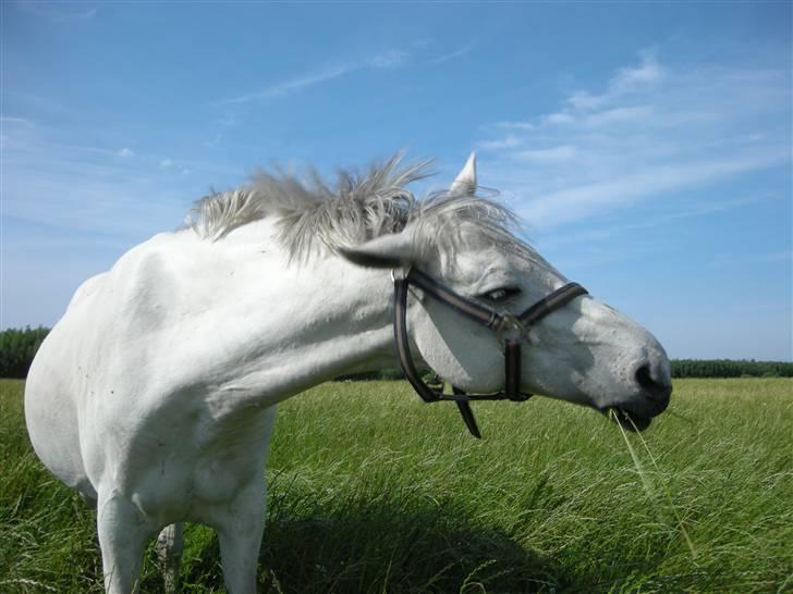 Welsh Pony (sec B) Bohemo Idol (Solgt) - Uha de dumme fluer ! <´3 billede 13