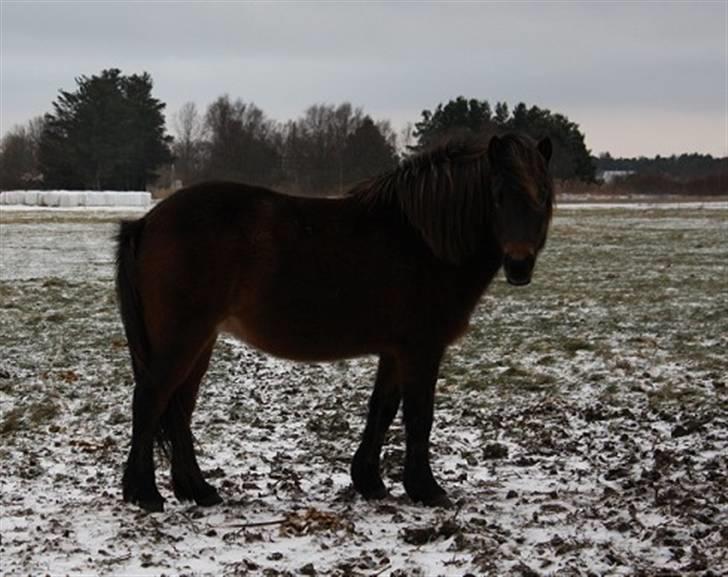 Islænder Björk fra Juelsgård - 20. Dec(: billede 5