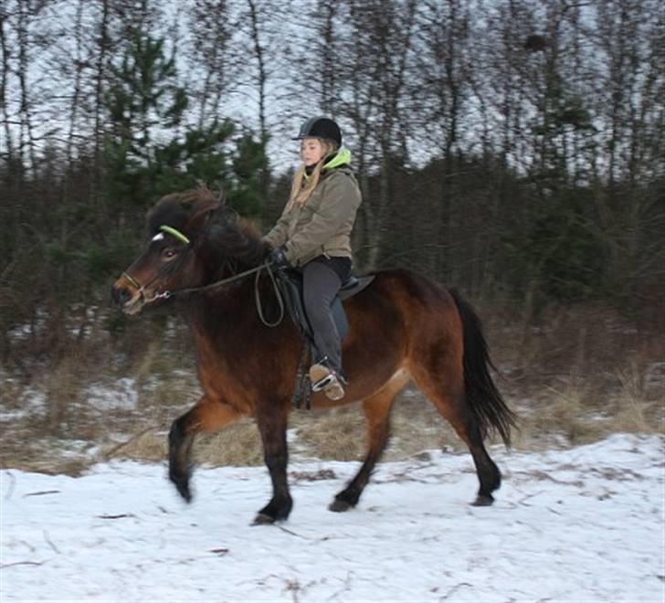 Islænder Björk fra Juelsgård - Småt igang med genoptræning :D billede 6