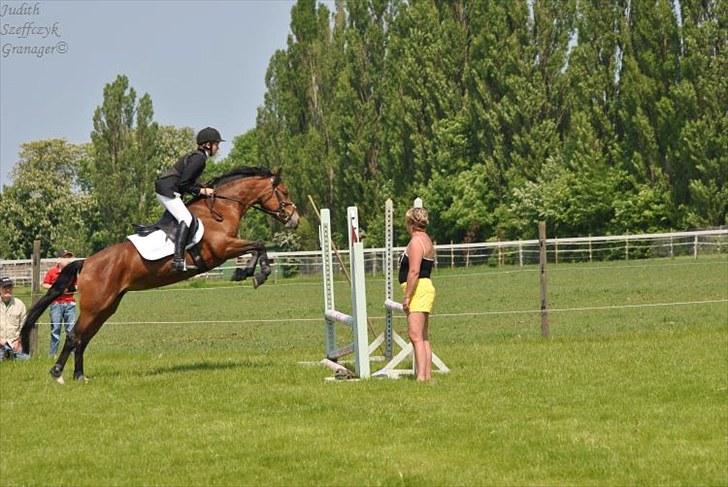 Welsh Partbred (Sec F) - Donna "Hougård" - Ja Donna for ikke svært ved at springe vandgrav xD Foto: Judith billede 5