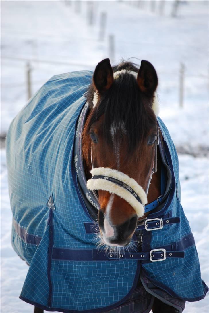 Hollandsk Sportspony lady solgt - du er min :* foto: Sasha<3 billede 5