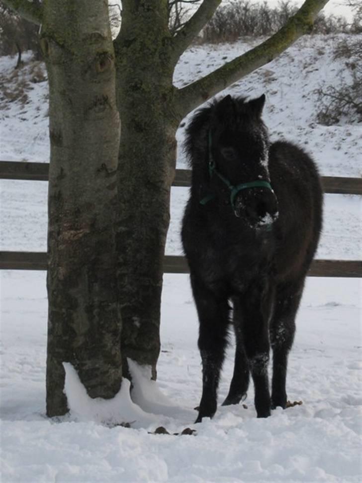 Welsh Mountain (sec A) Cerét - julen 2009 - første gang Cerét er ude i sneen.  billede 12