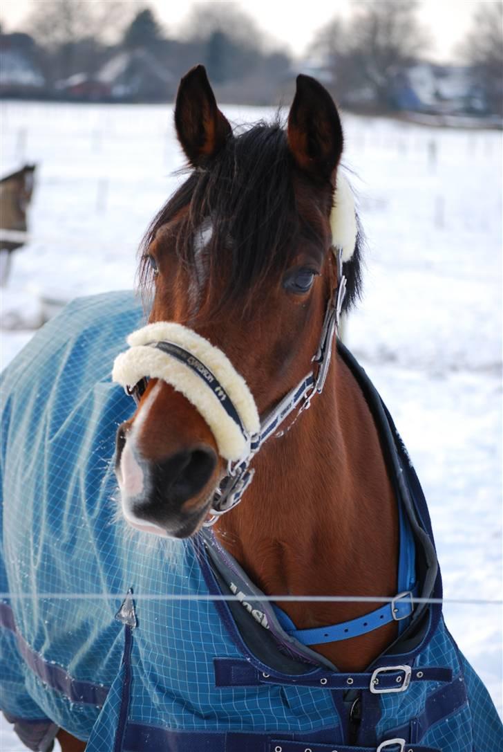 Hollandsk Sportspony lady solgt - du er fin :* foto: Sasha<3 billede 6