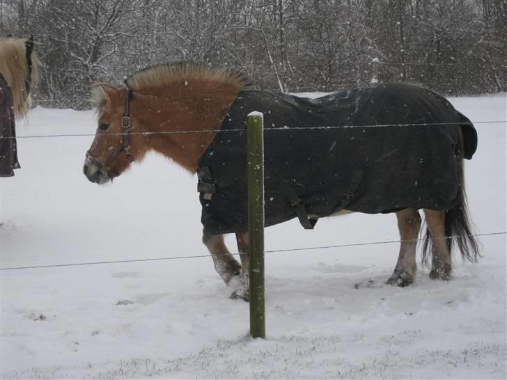 Fjordhest mille billede 14