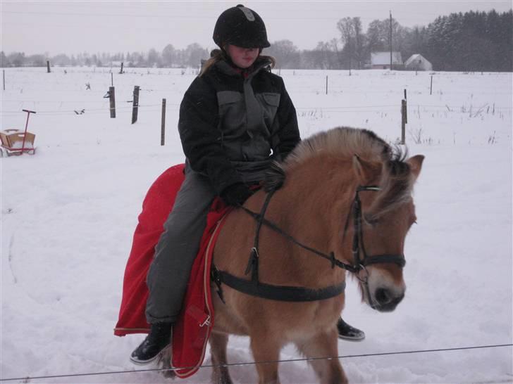 Fjordhest mille billede 15