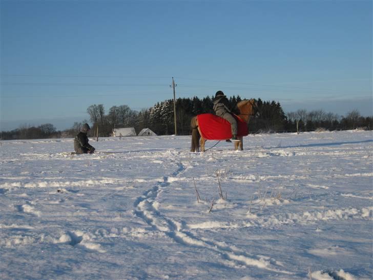 Fjordhest mille billede 17