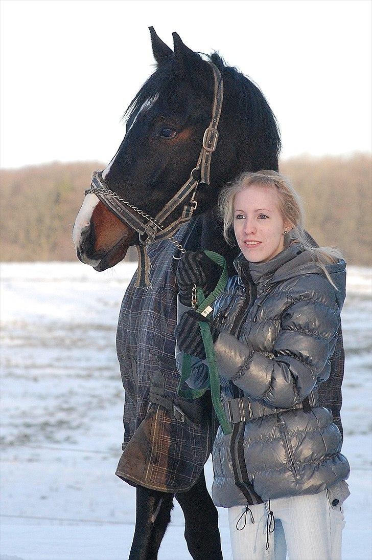 Polsk Varmblod Mikador (solgt) - Min fantastiske hest ! 07.01.11 taget af stinna. Den sidste dag. billede 5