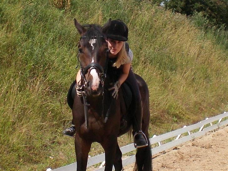 Polsk Varmblod Mikador (solgt) - Mikador, aug 2009 billede 11