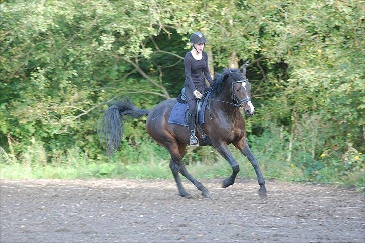 Polsk Varmblod Mikador (solgt) - min fantastiske hest! 22.09.10 , taget af stinna billede 12
