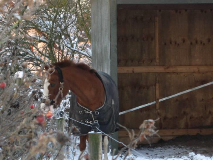 Anden særlig race SHEIK LYSHOLM - Sheik i sneen Foto: Mig billede 17